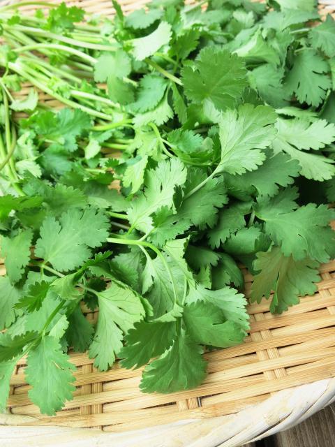 パクチー