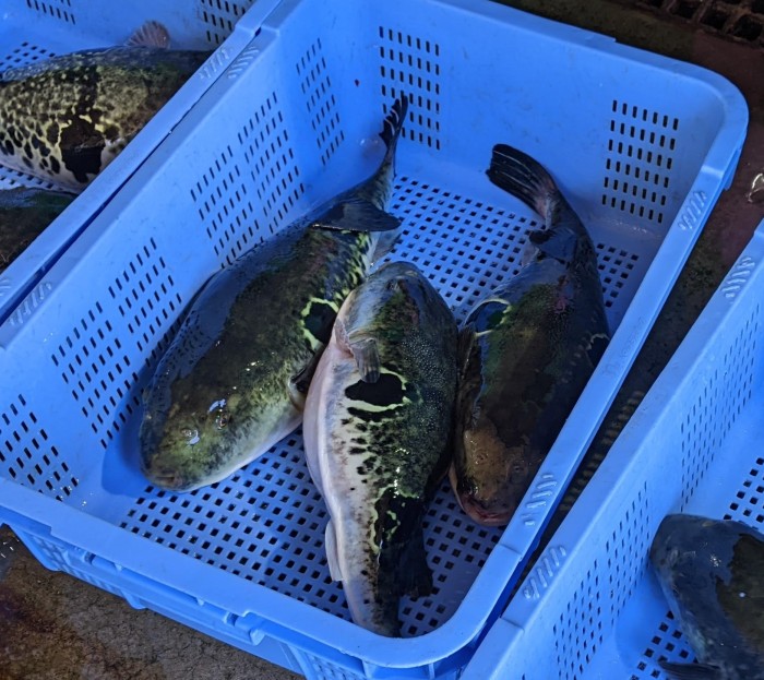 【特別講演会】館山の新たな食 ＝フグ＝