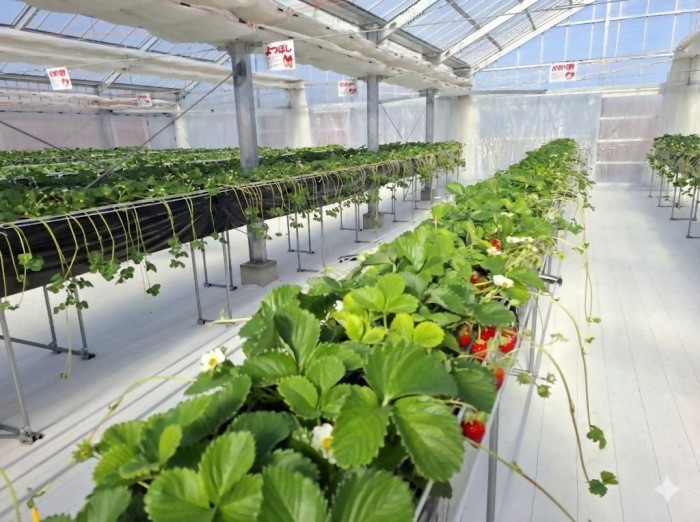 車いす専用いちご狩り