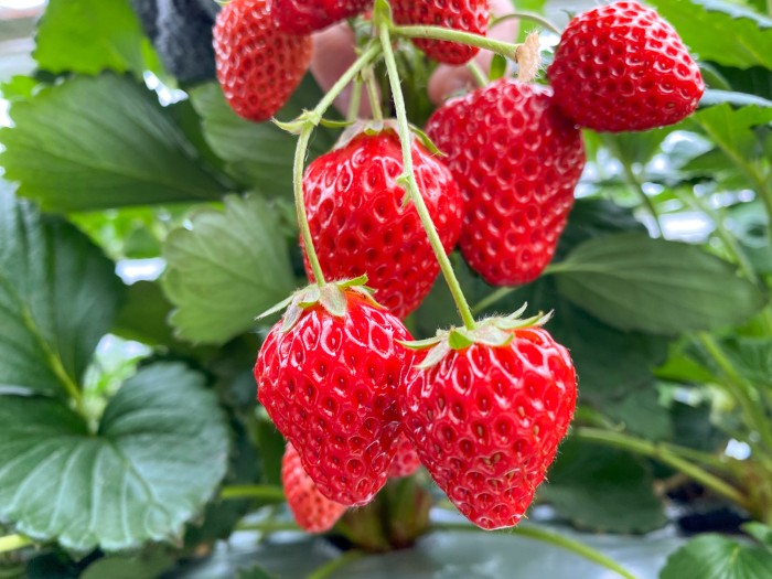 いちご狩り(館野エリア)